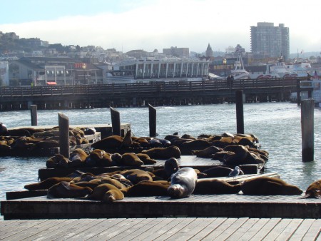 Fisherman's wharf et ses otaries